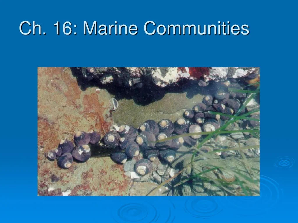 ch 16 marine communities