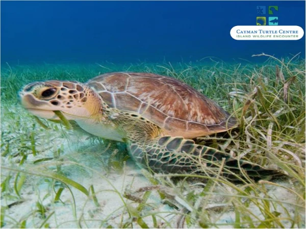Educate, Entertain & Encounter Cayman’s Wildlife at Cayman Turtle Center