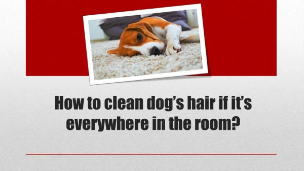 How to Keep Your House Free of Dog Hair?