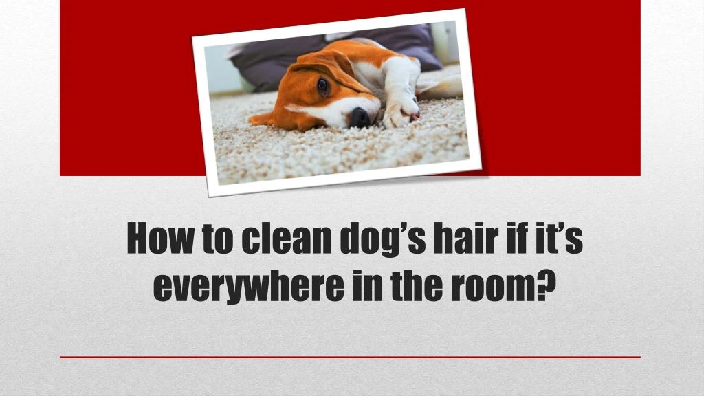 how to clean dog s hair if it s everywhere in the room