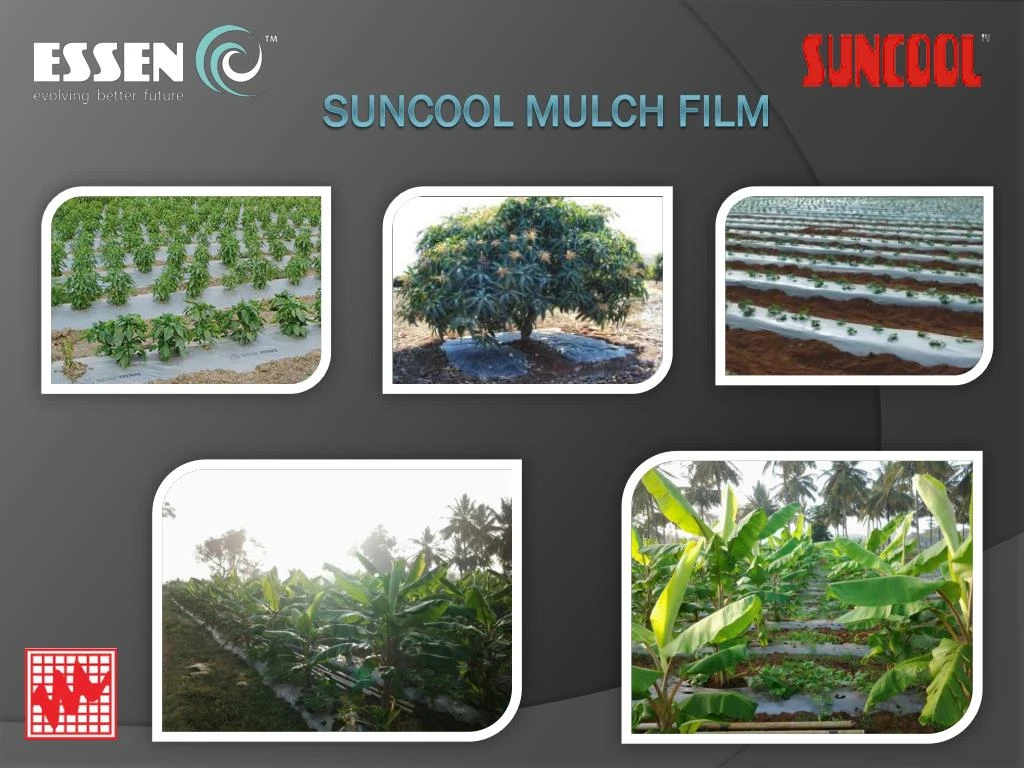 suncool mulch film