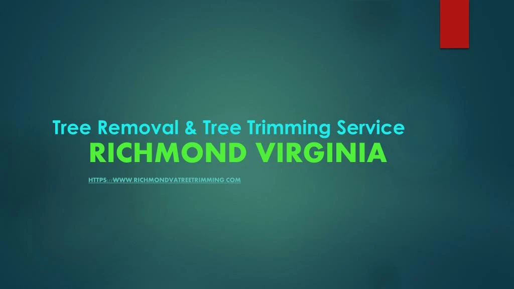 tree removal tree trimming service