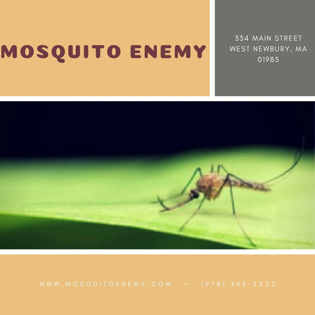 mosquito enemy