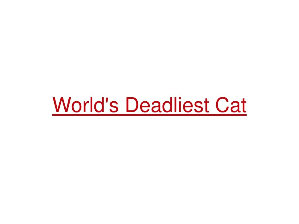 world s deadliest cat