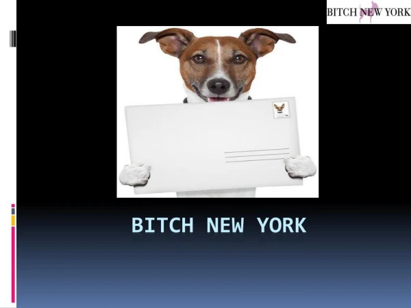 Buy Designer Dog Collars Online