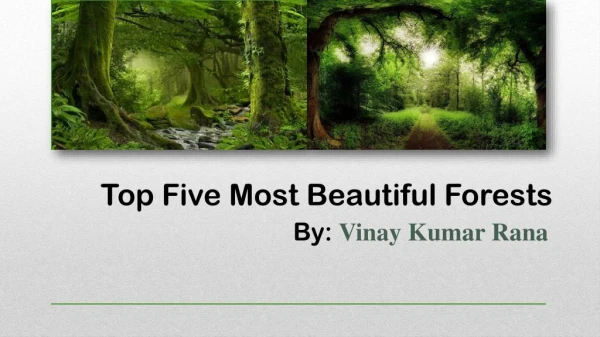 Most Beautiful Forests by Vinay Kumar Rana