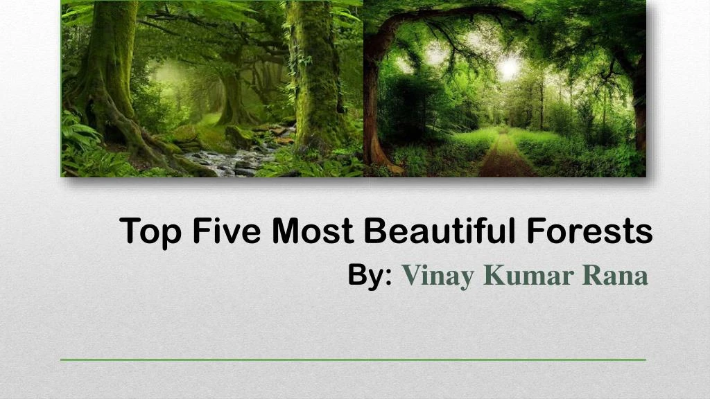 top five most beautiful forests