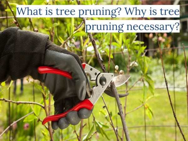 What is Tree Pruning? Why is Tree Pruning Necessary?