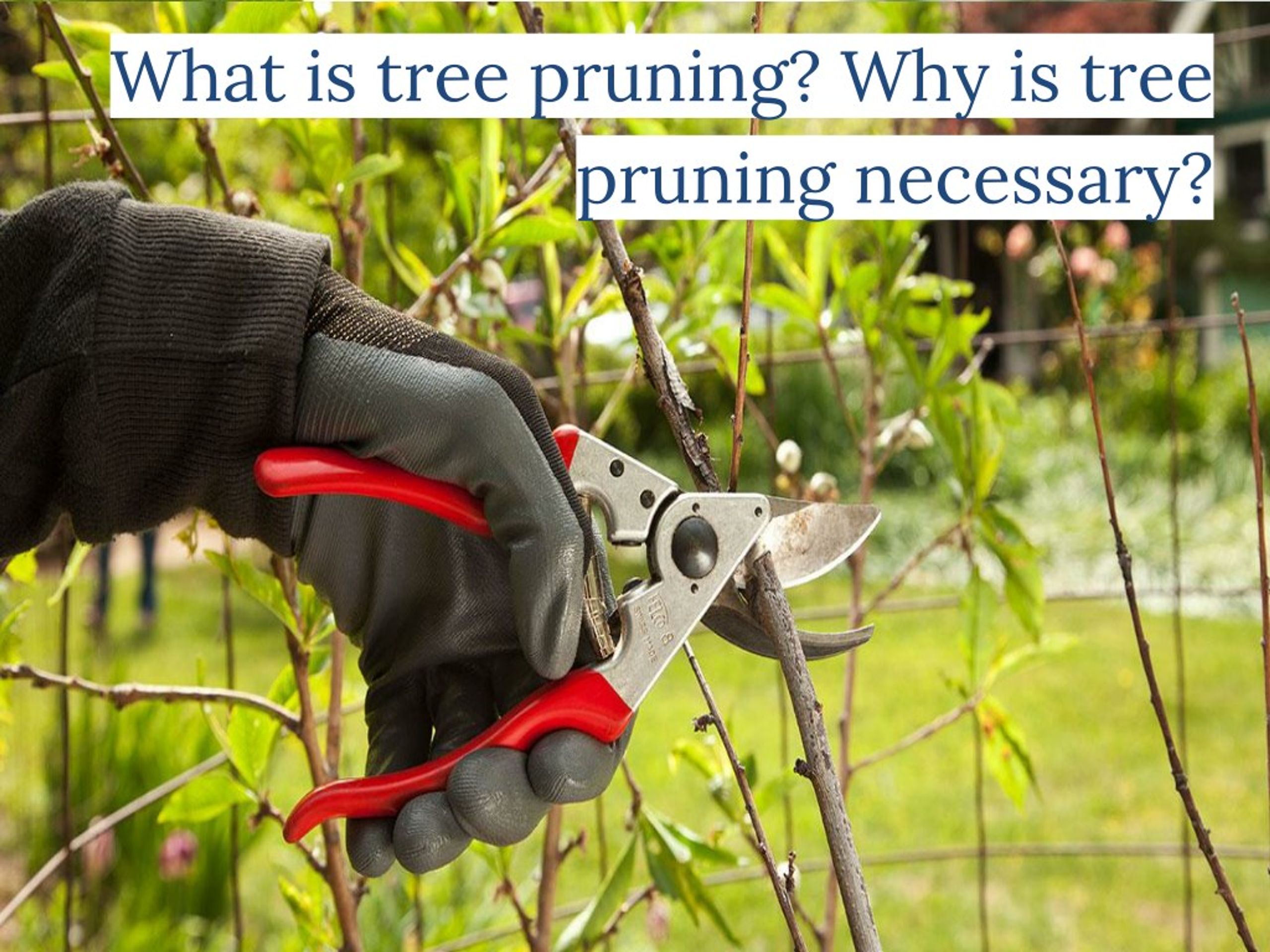 PPT - What is Tree Pruning? Why is Tree Pruning Necessary? PowerPoint ...
