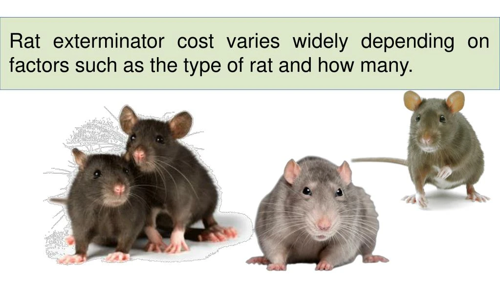 rat exterminator cost varies widely depending