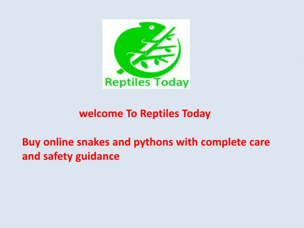 Buy California Kings Snake Online
