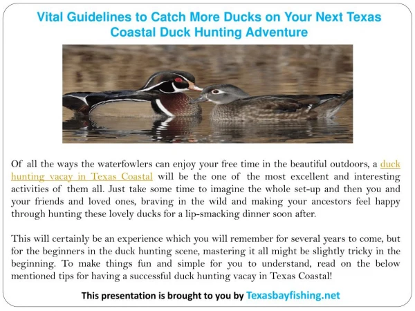 Vital Guidelines to Catch More Ducks on Your Next Texas Coastal Duck Hunting Adventure