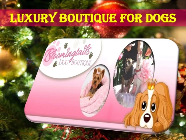 Luxury Boutique for Dogs || Christmas Special Sale