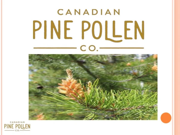 Why Pine Pollen Harvesting Has Now Become Popular