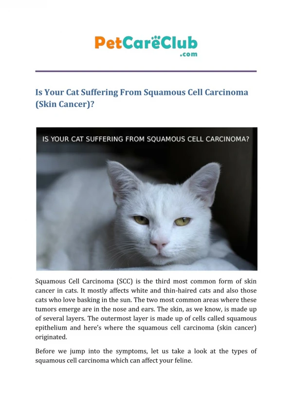 Is Your Cat Suffering From Squamous Cell Carcinoma(Skin Cancer)?