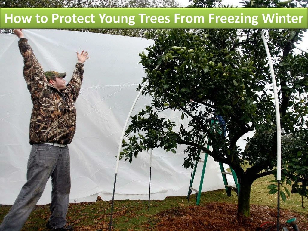 how to protect young trees from freezing winter