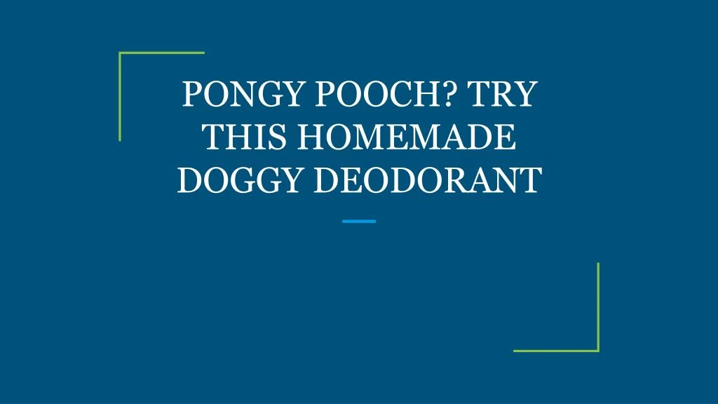 pongy pooch try this homemade doggy deodorant