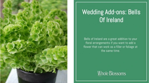 Find the Great Deal on Whole Blossoms for Bells of Ireland Flowers