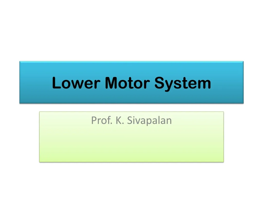 lower motor system