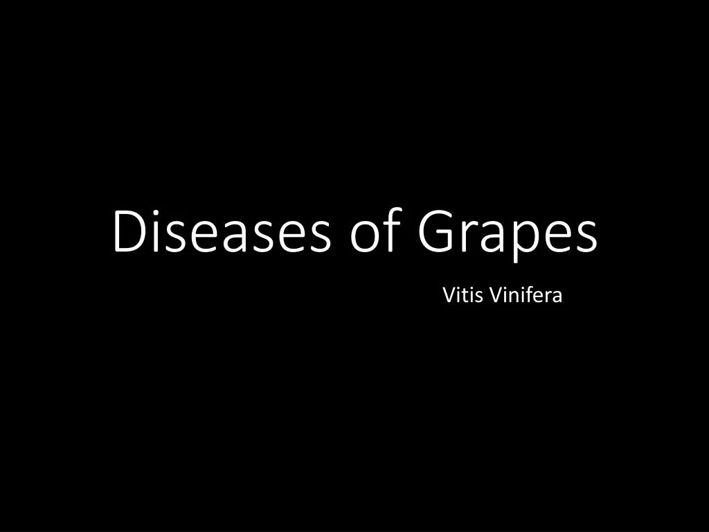 diseases of grapes