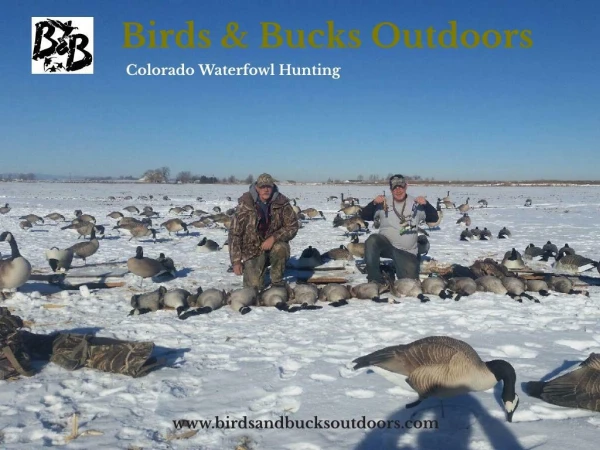 Goose Hunting in Colorado