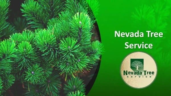 WELCOME TO NEVADA TREE SERVICE