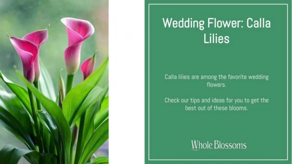 Get Creative Ways to Use Glamorous Calla Lilies to Your Fabulous Occasions
