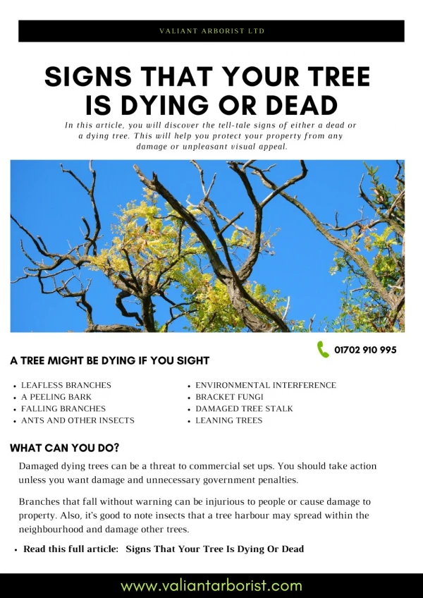 Signs that your tree is dying or dead