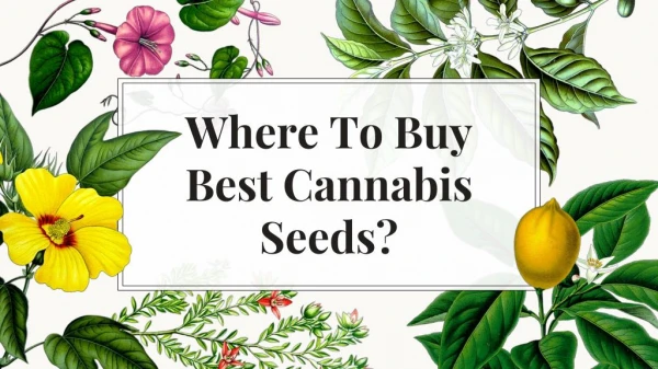 Where To Buy Best Cannabis Seeds?