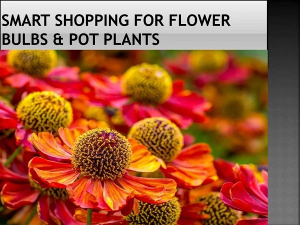 Smart Shopping For Flower Bulbs & Pot Plants