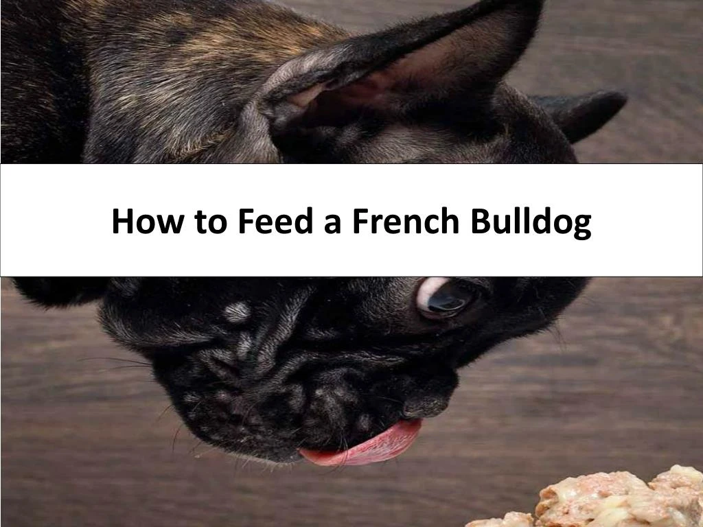 how to feed a french bulldog