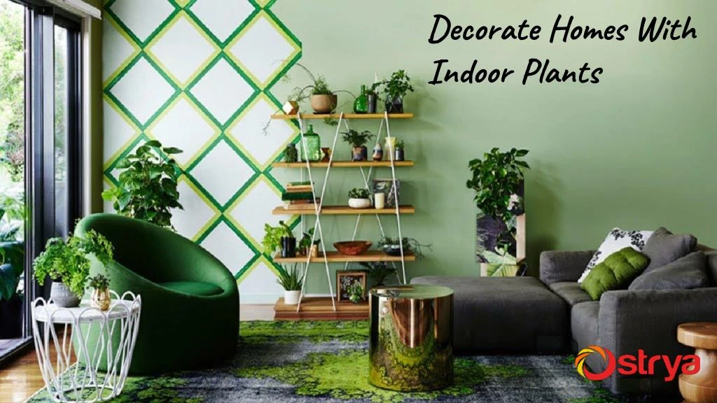 decorate homes with indoor plants