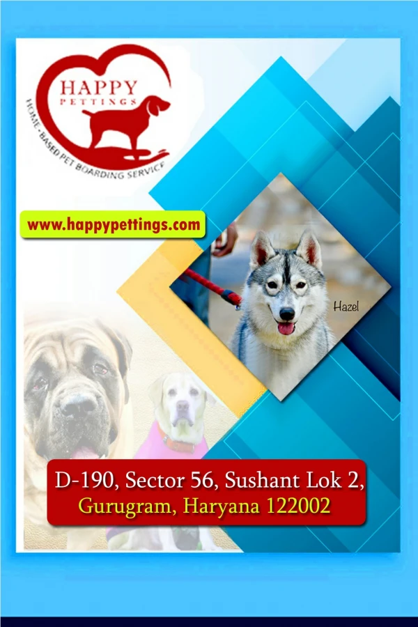 Home based dog Boarding service Gurgaon, Faridabad, Delhi