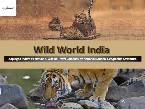 Discover the best wildlife safari India