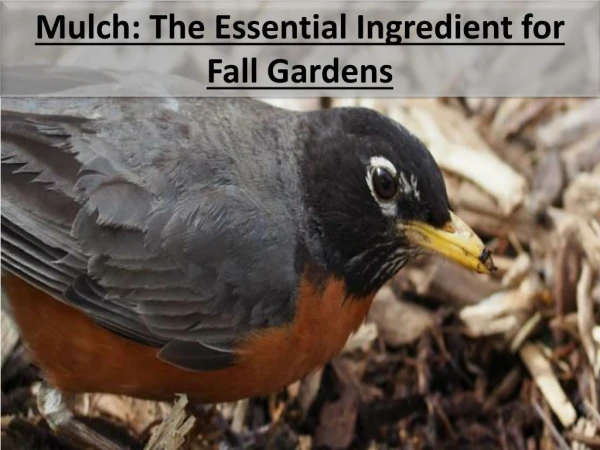 Mulch: The Essential Ingredient for Fall Gardens