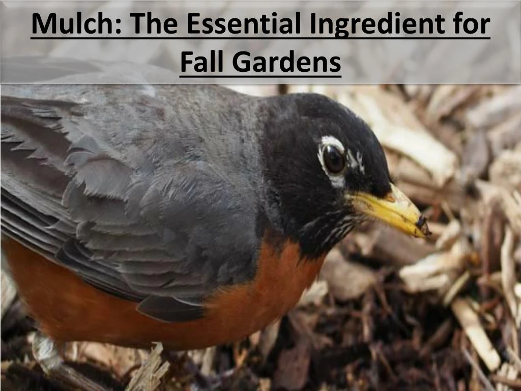 mulch the essential ingredient for fall gardens