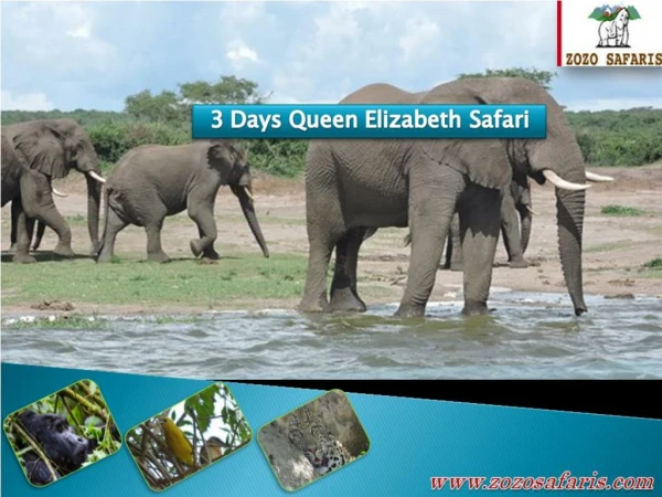 Why should you consider going on a Queen Elizabeth Safari?