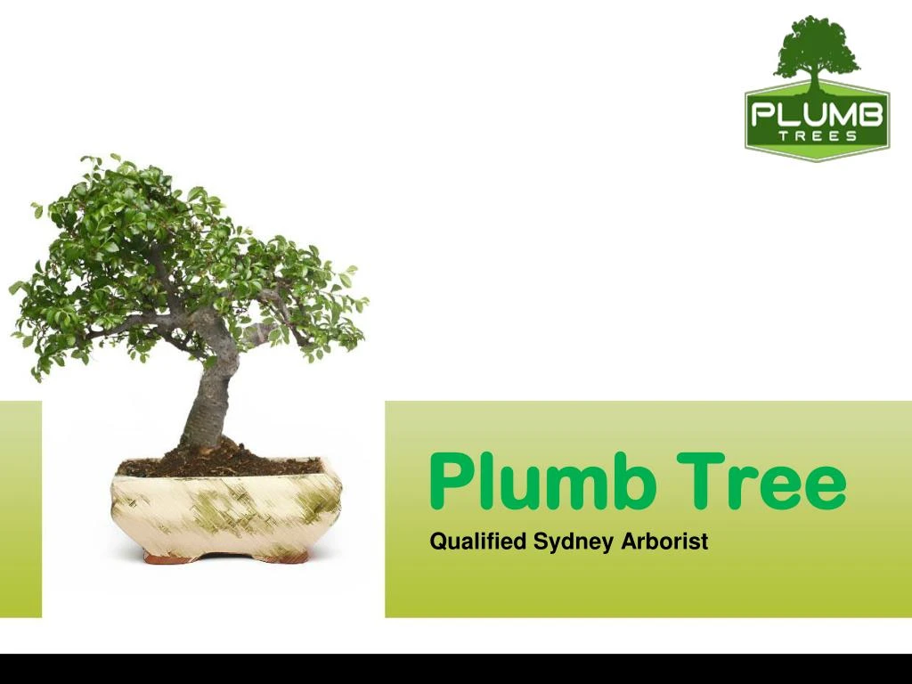 plumb tree