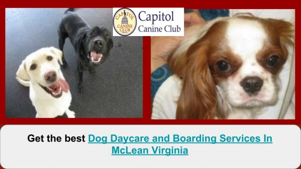 Dog Daycare and Boarding Services In McLean Virginia