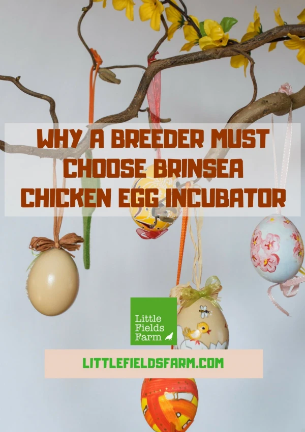 Why a Breeder Must Choose Brinsea Chicken Egg Incubator