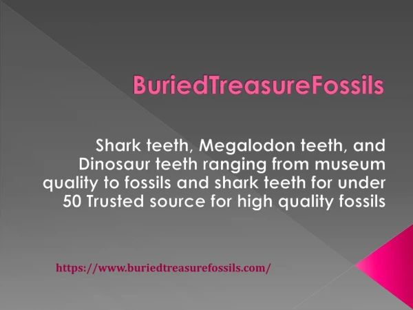 Behold The Chunk of History with Quality Megalodon Teeth