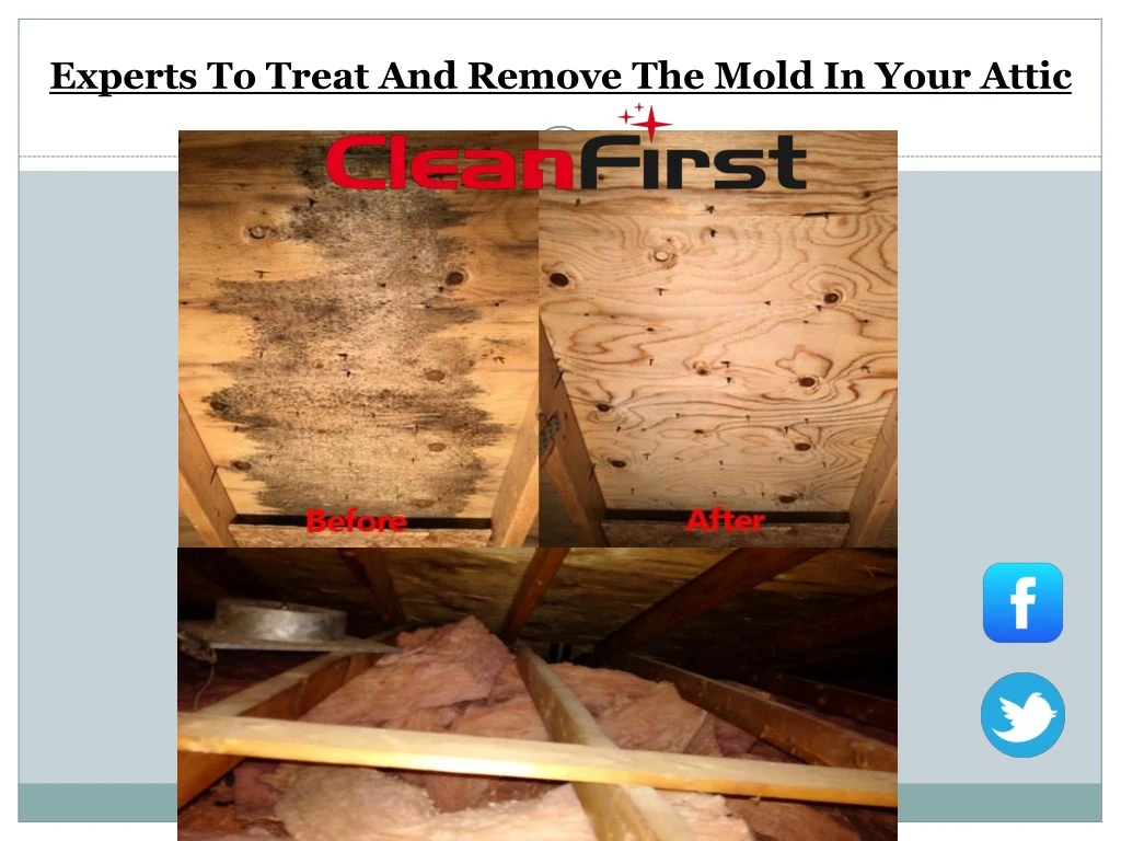 experts to treat and remove the mold in your attic