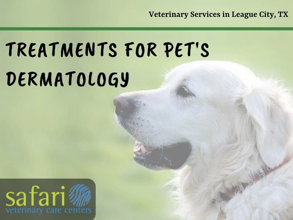 veterinary services in league city tx