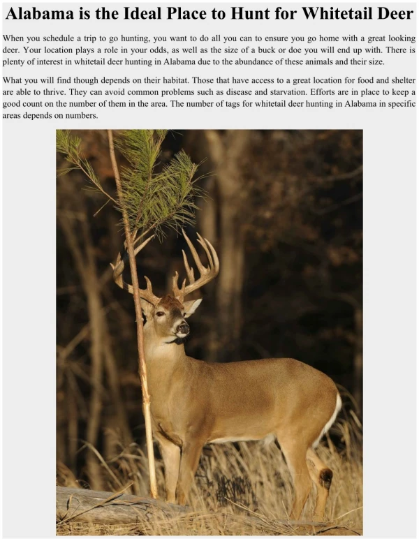 Alabama is the Ideal Place to Hunt for Whitetail Deer