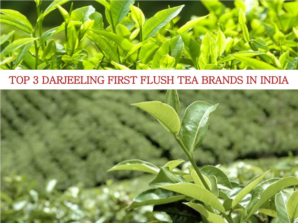 top 3 darjeeling first flush tea brands in india