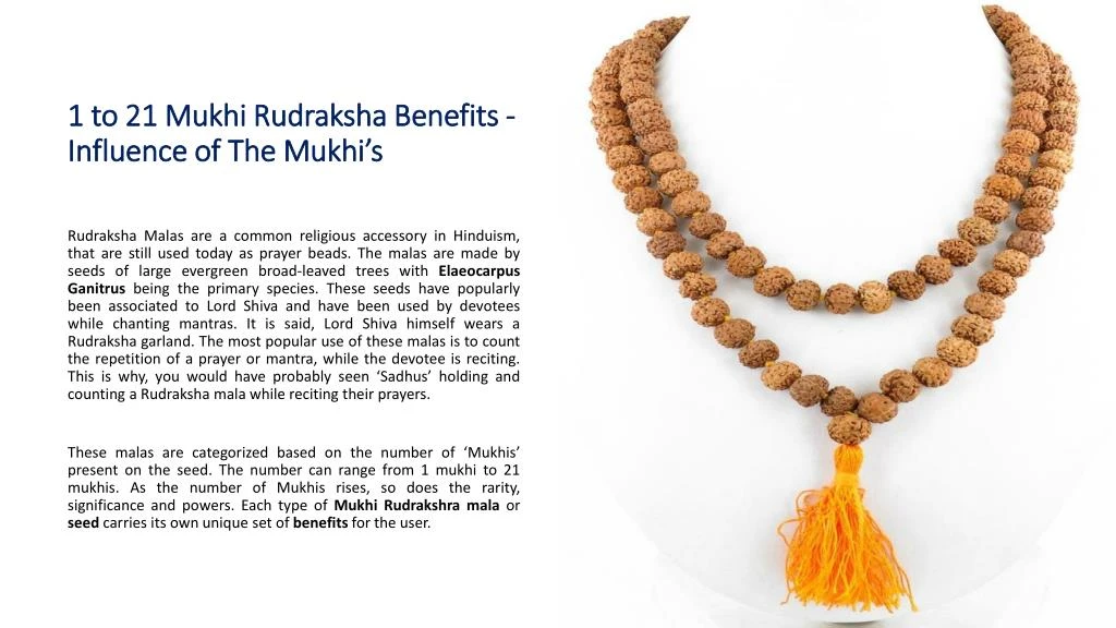 1 to 21 mukhi rudraksha benefits influence of the mukhi s