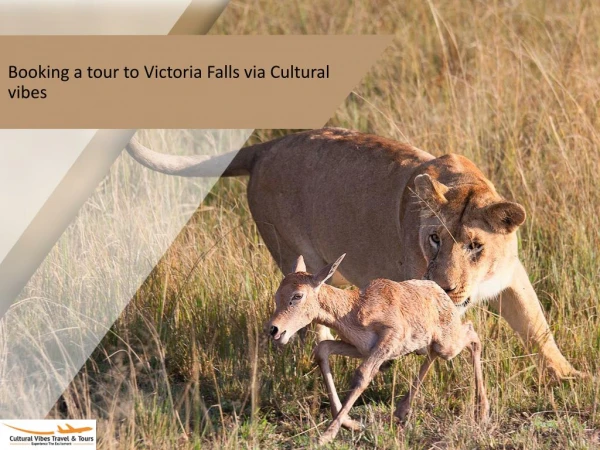 Booking a tour to Victoria Falls via Cultural vibes