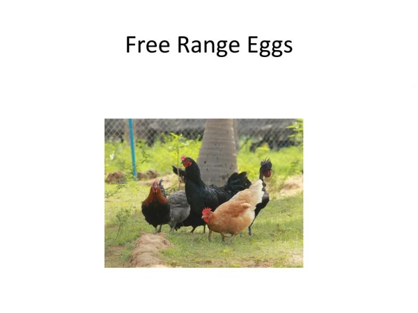 Free Range eggs