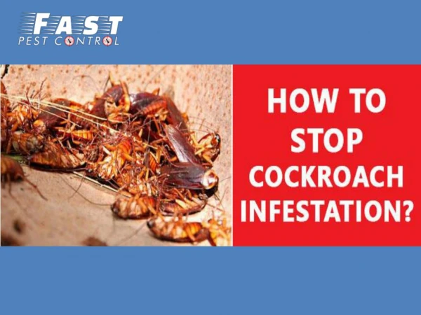 how-to-stop-cockroach-infestation