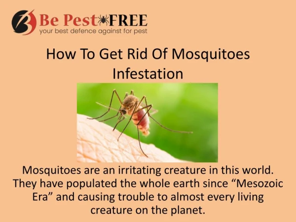 How To Get Rid Of Mosquitoes Infestation